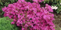 Winter Care of Azaleas and Rhododendron