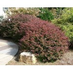 Japanese Barberry Shrub (Berberis thunberbii ‘Atropurpurea') | Shrubs for Hedges, Flowering & Landscape Japanese Barberry Shrub (Berberis thunberbii ‘Atropurpurea') | kipogeorgiki.live