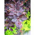 Japanese Barberry Shrub (Berberis thunberbii ‘Atropurpurea') | Shrubs for Hedges, Flowering & Landscape Japanese Barberry Shrub (Berberis thunberbii ‘Atropurpurea') | kipogeorgiki.live