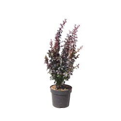 Κόκκινη Βερβερίδα Θάμνος (Berberis thunberbii ‘Atropurpurea') | kipogeorgiki.live