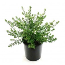Βεστρίτσια Θάμνος (Westringia fruticosa) | Κηπογεωργική