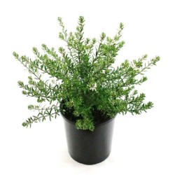 Βεστρίτσια Θάμνος (Westringia fruticosa) | Κηπογεωργική