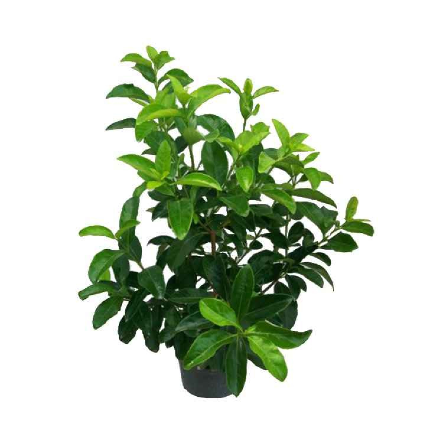 Βιβούρνο Λούσιντουμ (Viburnum tinus 'Lucidum') Θάμνος Λούσιντουμ Βιβούρνα (Viburnum tinus 'Lucidum') Θάμνοι