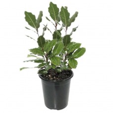 Bay Laurel Shrub (Laurus nobilis) | Kipogeorgiki