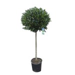 Bay Laurel Shrub (Laurus nobilis) | Kipogeorgiki