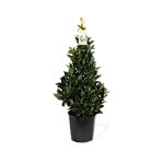 Bay Laurel Shrub (Laurus nobilis) | Kipogeorgiki