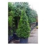 Bay Laurel Shrub (Laurus nobilis) | Kipogeorgiki