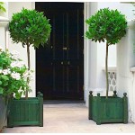 Bay Laurel Shrub (Laurus nobilis) | Kipogeorgiki