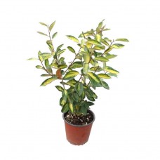 Ebbinge's Silverberry 'Limelight' Shrub | Kipogeorgiki