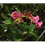 Escallonia rubra var. macrantha Bush | Kipogeorgiki