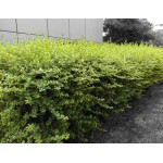 Escallonia rubra var. macrantha Bush | Kipogeorgiki