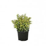 Ευώνυμο Ημιέρπον Δίχρωμο Emerald'n Gold (Euonymus fortunei 'Emerald'n Gold') | Κηπογεωργική