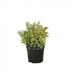 Ευώνυμο Ημιέρπον Δίχρωμο Emerald'n Gold (Euonymus fortunei 'Emerald'n Gold') | Κηπογεωργική