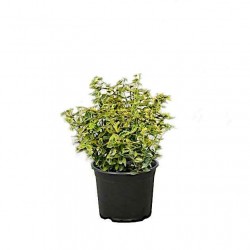 Ευώνυμο Ημιέρπον Δίχρωμο Emerald'n Gold (Euonymus fortunei 'Emerald'n Gold') | Κηπογεωργική