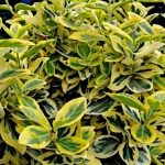 Ευώνυμο Ημιέρπον Δίχρωμο Emerald'n Gold (Euonymus fortunei 'Emerald'n Gold') | Κηπογεωργική