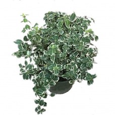 Ευώνυμο Ημιέρπον Δίχρωμο Emerald Gaiety (Euonymus fortunei 'Emerald Gaiety') | Κηπογεωργική