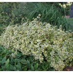 Fortune's Spindle ‘Emerald Gaiety’ (Euonymus fortunei 'Emerald Gaiety') | Kipogeorgiki