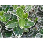 Fortune's Spindle ‘Emerald Gaiety’ (Euonymus fortunei 'Emerald Gaiety') | Kipogeorgiki