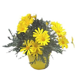 Ευρύωπας ή Μαργαρίτα Κίτρινη (Euryops pectinatus) | Κηπογεωργική