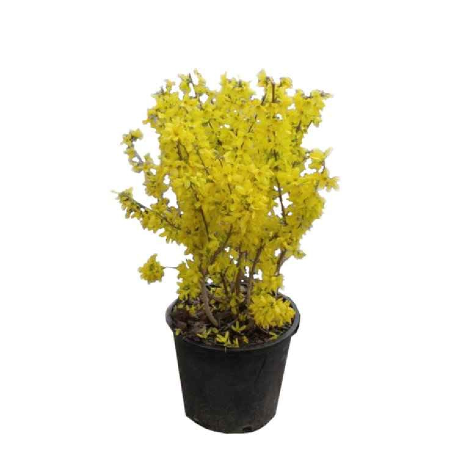 Φορσύθια (Forsythia x intermedia) Φορσύθια (Forsythia x intermedia) |kipogeorgiki.live