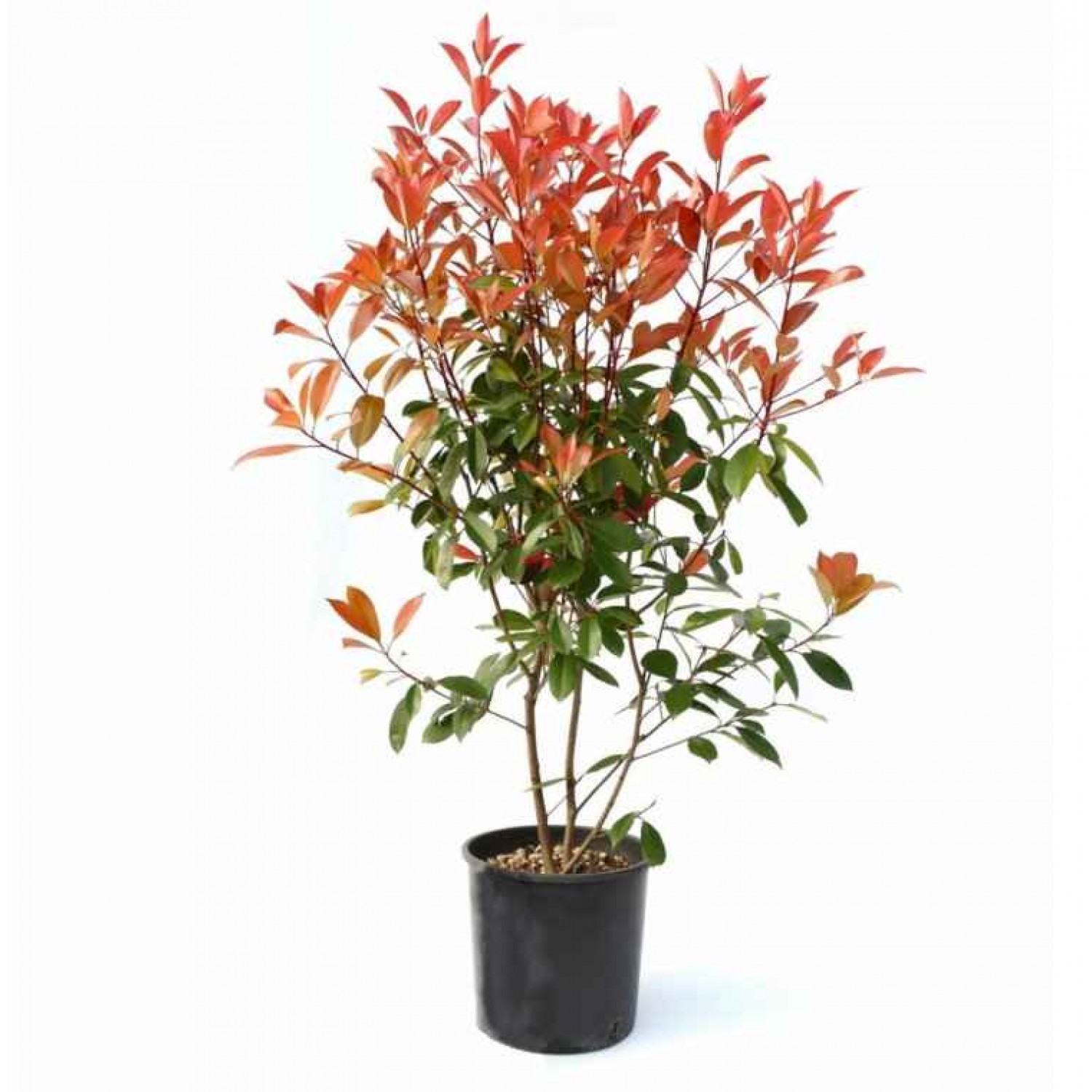 Φωτίνια (Photinia x fraseri 'Red Robin') Φωτίνια (Photinia x fraseri 'Red Robin') |kipogeorgiki.live