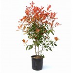 Φωτίνια (Photinia x fraseri 'Red Robin') Φωτίνια (Photinia x fraseri 'Red Robin') |kipogeorgiki.live