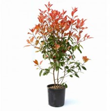 Φωτίνια (Photinia x fraseri 'Red Robin') |kipogeorgiki.live
