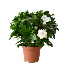 Γαρδένια Θάμνος (Gardenia jasminoides)