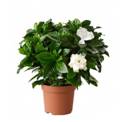 Γαρδένια Θάμνος (Gardenia jasminoides)