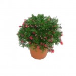 Prickly Spider Flower (Grevillea juniperina) | Kipogeorgiki