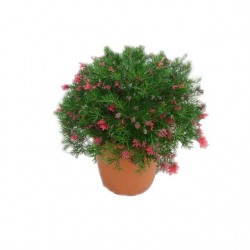 Γρεβιλέα Γιουνιπερίνα Θάμνος (Grevillea juniperina) | Κηπογεωργική