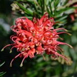 Prickly Spider Flower (Grevillea juniperina) | Kipogeorgiki