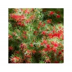 Prickly Spider Flower (Grevillea juniperina) | Kipogeorgiki