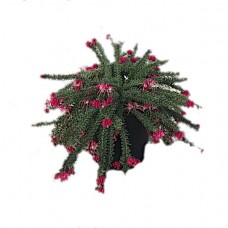 Γρεβιλέα Ταμπορίτα Έρπουσα Θάμνος (Grevillea lanigera 'Mt Tamboritha') | Κηπογεωργική