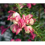 Grevillea tamborita (Grevillea lanigera 'Mt Tamboritha') | Kipogeorgiki