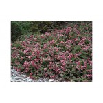 Grevillea tamborita (Grevillea lanigera 'Mt Tamboritha') | Kipogeorgiki