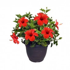 Ιβίσκος Σινικός Θάμνος (Hibiscus rosa-sinensis) | kipogeorgiki.live