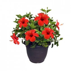 Ιβίσκος Σινικός Θάμνος (Hibiscus rosa-sinensis) | kipogeorgiki.live