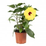 Ιβίσκος Σινικός Θάμνος (Hibiscus rosa-sinensis) | Καλοκαιρινά Λουλούδια για Γλάστρα & Κήπο, Φυλλοβόλοι Θάμνοι Ιβίσκος Σινικός Θάμνος (Hibiscus rosa-sinensis) | kipogeorgiki.live