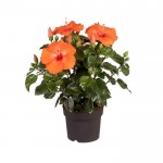 Ιβίσκος Σινικός Θάμνος (Hibiscus rosa-sinensis) | Καλοκαιρινά Λουλούδια για Γλάστρα & Κήπο, Φυλλοβόλοι Θάμνοι Ιβίσκος Σινικός Θάμνος (Hibiscus rosa-sinensis) | kipogeorgiki.live
