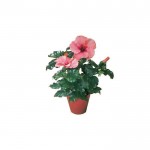 Ιβίσκος Σινικός Θάμνος (Hibiscus rosa-sinensis) | Καλοκαιρινά Λουλούδια για Γλάστρα & Κήπο, Φυλλοβόλοι Θάμνοι Ιβίσκος Σινικός Θάμνος (Hibiscus rosa-sinensis) | kipogeorgiki.live