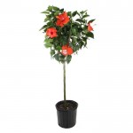 Chinese Hibiscus Tree (Hibiscus rosa-sinensis) | Plants and Shrubs for Hedges and Flowering Chinese Hibiscus Tree (Hibiscus rosa-sinensis) | kipogeorgiki.live