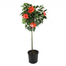 Ιβίσκος Σινικός Δέντρο (Hibiscus rosa-sinensis) | kipogeorgiki.live