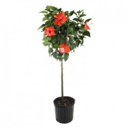 Ιβίσκος Σινικός Δέντρο (Hibiscus rosa-sinensis) | kipogeorgiki.live