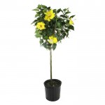 Chinese Hibiscus Tree (Hibiscus rosa-sinensis) | Plants and Shrubs for Hedges and Flowering Chinese Hibiscus Tree (Hibiscus rosa-sinensis) | kipogeorgiki.live