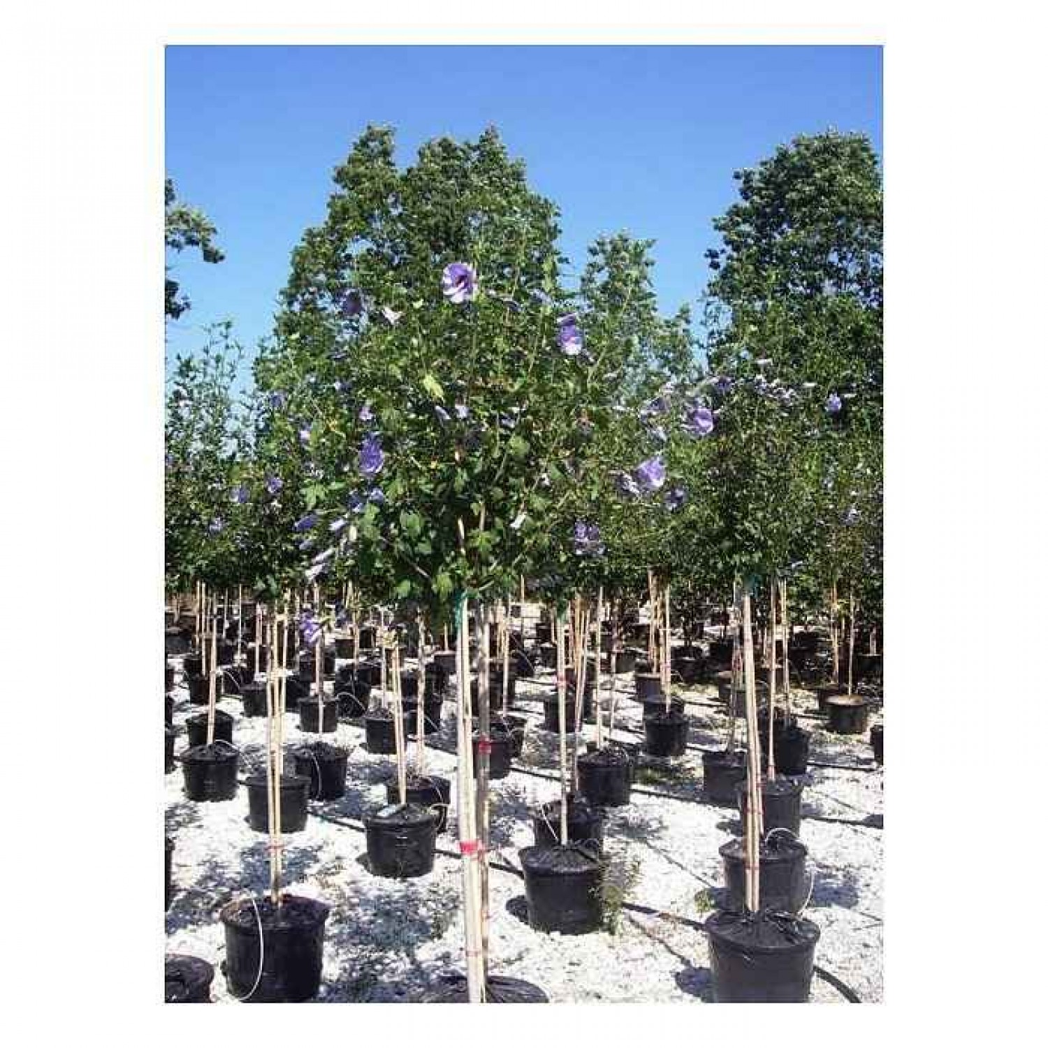 Rose of Sharon Tree (Hibiscus syriacus) | Shrubs for Hedges, Flowering & Landscape Rose of Sharon Tree (Hibiscus syriacus) | kipogeorgiki.live