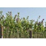 Rose of Sharon Tree (Hibiscus syriacus) | Shrubs for Hedges, Flowering & Landscape Rose of Sharon Tree (Hibiscus syriacus) | kipogeorgiki.live