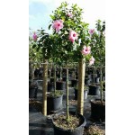 Rose of Sharon Tree (Hibiscus syriacus) | Shrubs for Hedges, Flowering & Landscape Rose of Sharon Tree (Hibiscus syriacus) | kipogeorgiki.live
