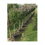 Rose of Sharon Tree (Hibiscus syriacus) | Shrubs for Hedges, Flowering & Landscape Rose of Sharon Tree (Hibiscus syriacus) | kipogeorgiki.live