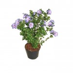 Ιβίσκος ο Συριακός Θάμνος (Hibiscus syriacus) | Αειθαλής Ανθοφόροι Θάμνοι για Γλάστρα & Κήπο Ιβίσκος ο Συριακός Θάμνος (Hibiscus syriacus) | kipogeorgiki.live